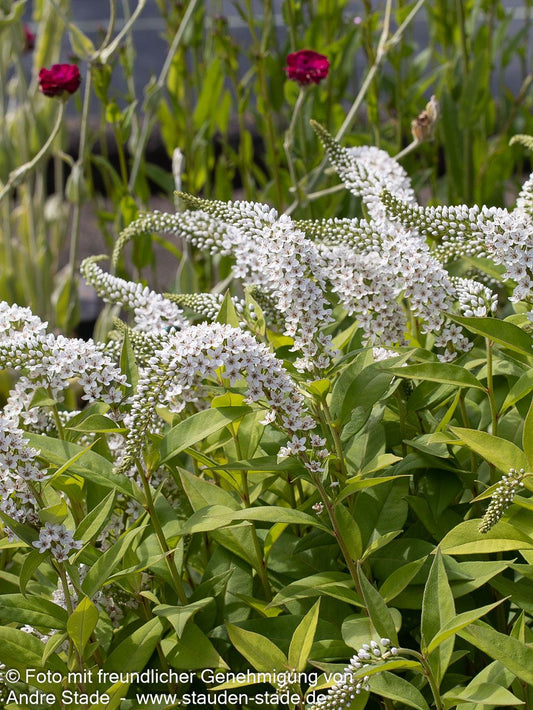 Schnee-Felberich (Lysimachia clethroides)