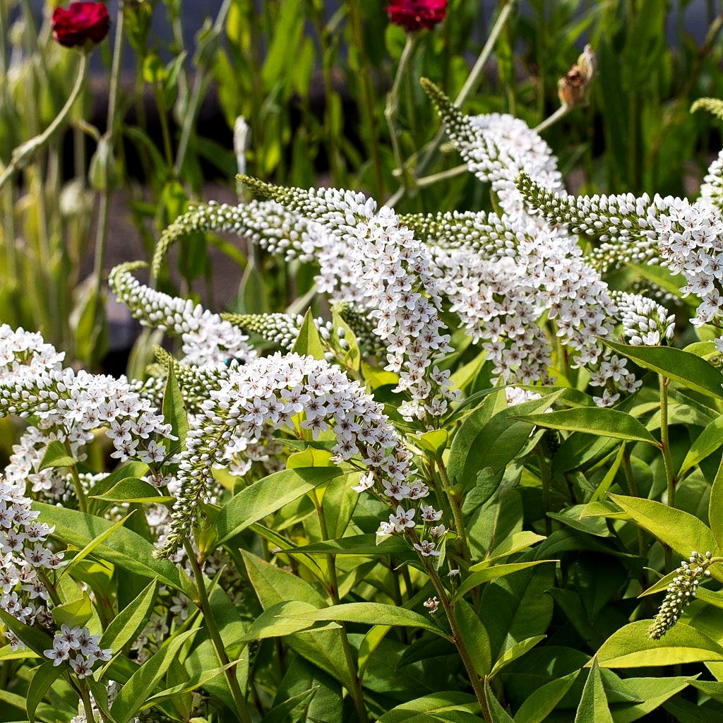 Schnee-Felberich (Lysimachia clethroides)