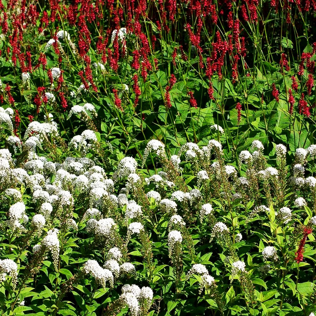 Schnee-Felberich (Lysimachia clethroides)