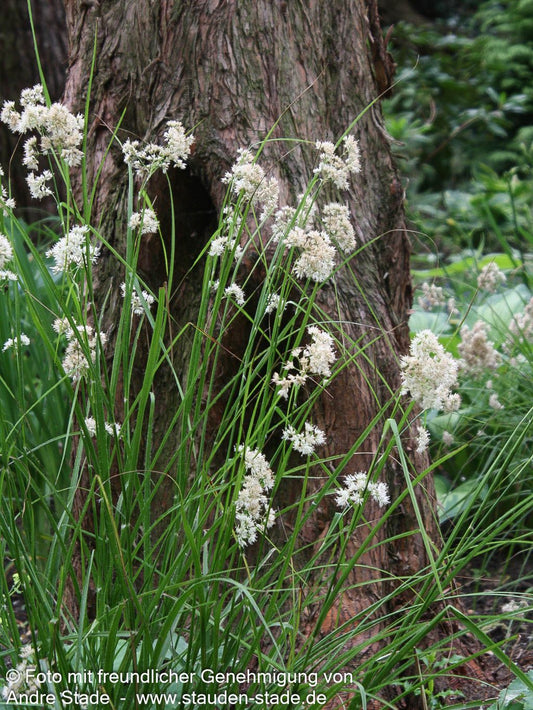 Schnee-Hainsimse (Luzula nivea)