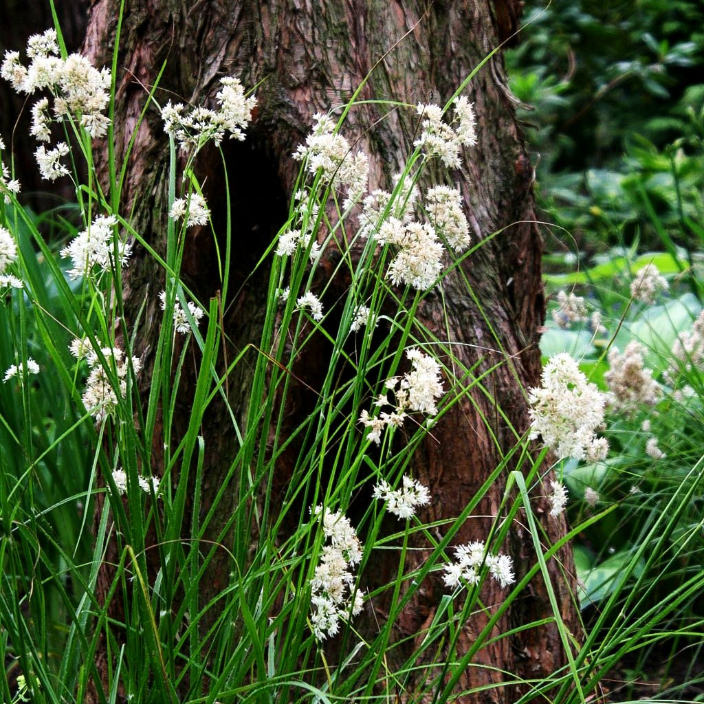 Schnee-Hainsimse (Luzula nivea)