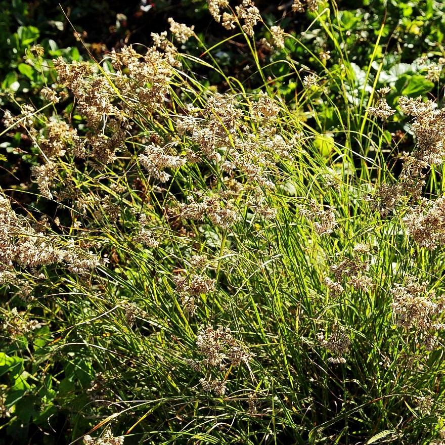 Schnee-Hainsimse (Luzula nivea)