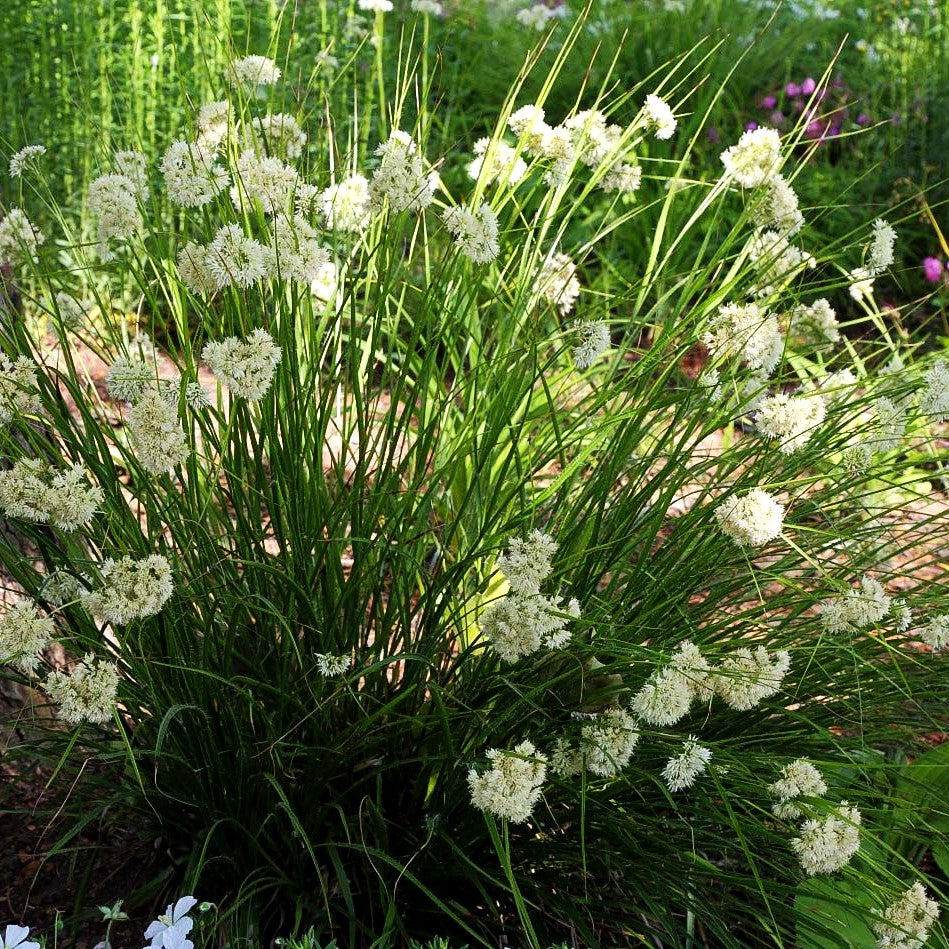 Schnee-Hainsimse (Luzula nivea)