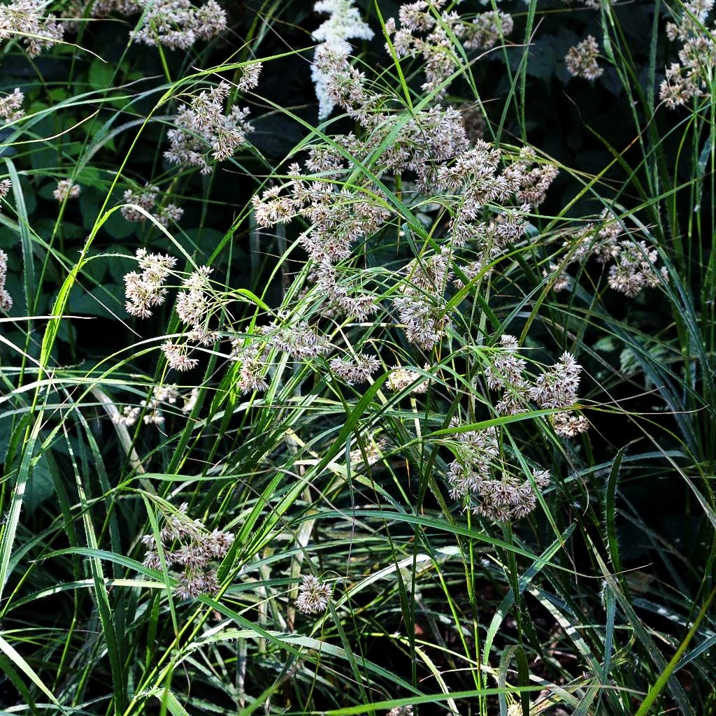 Schnee-Hainsimse (Luzula nivea)