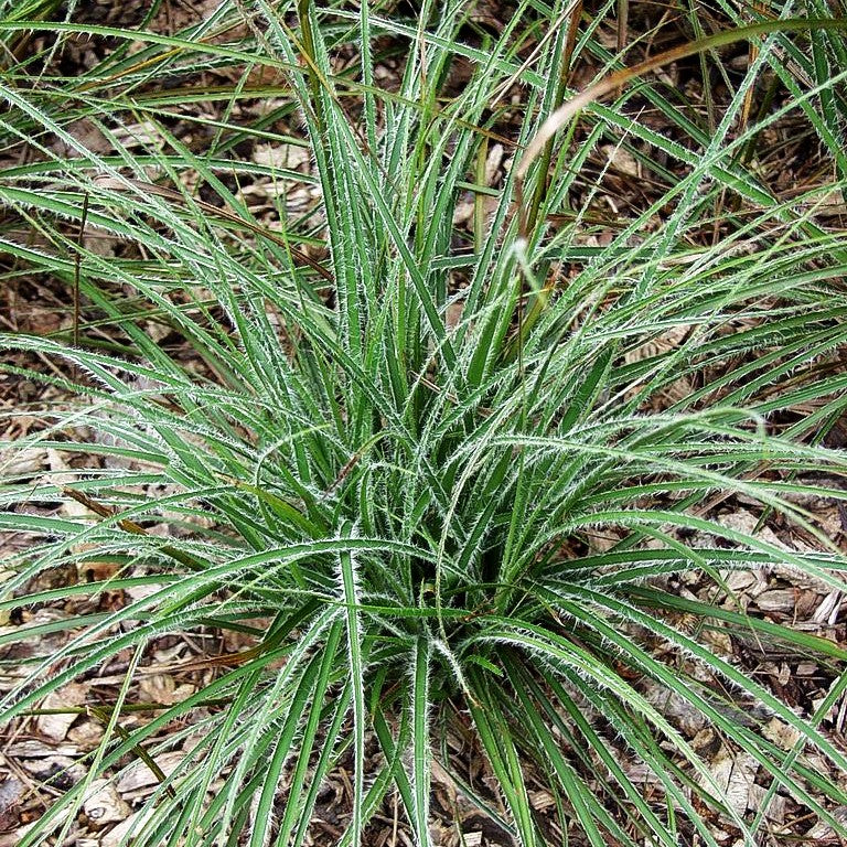 Schnee-Hainsimse (Luzula nivea)