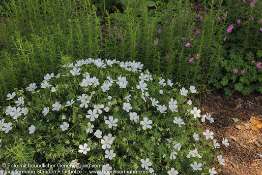 Schnee-Storchschnabel 'Album' (Geranium sanguineum)