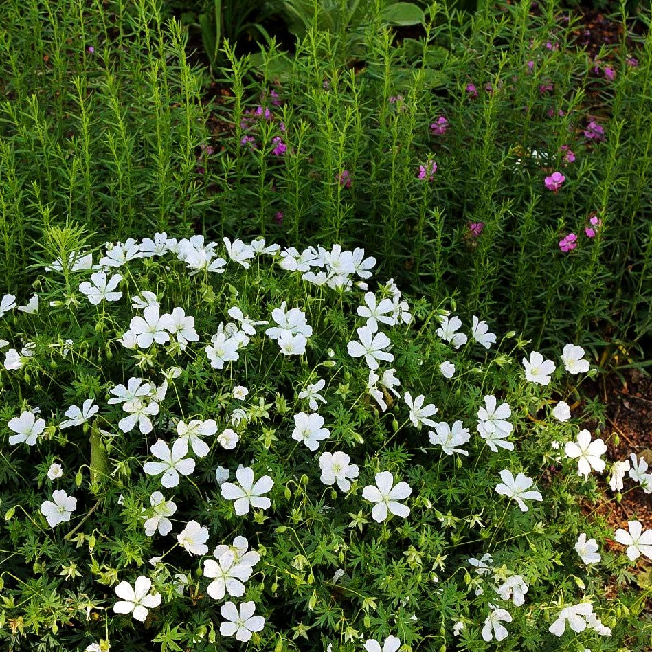 Schnee-Storchschnabel 'Album' (Geranium sanguineum)