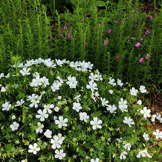 Schnee-Storchschnabel 'Album' (Geranium sanguineum)