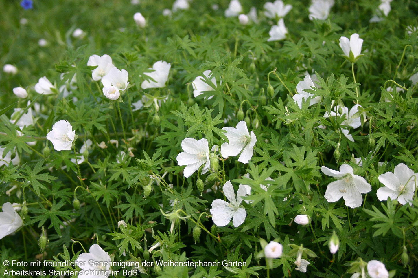 Schnee-Storchschnabel 'Album' (Geranium sanguineum)