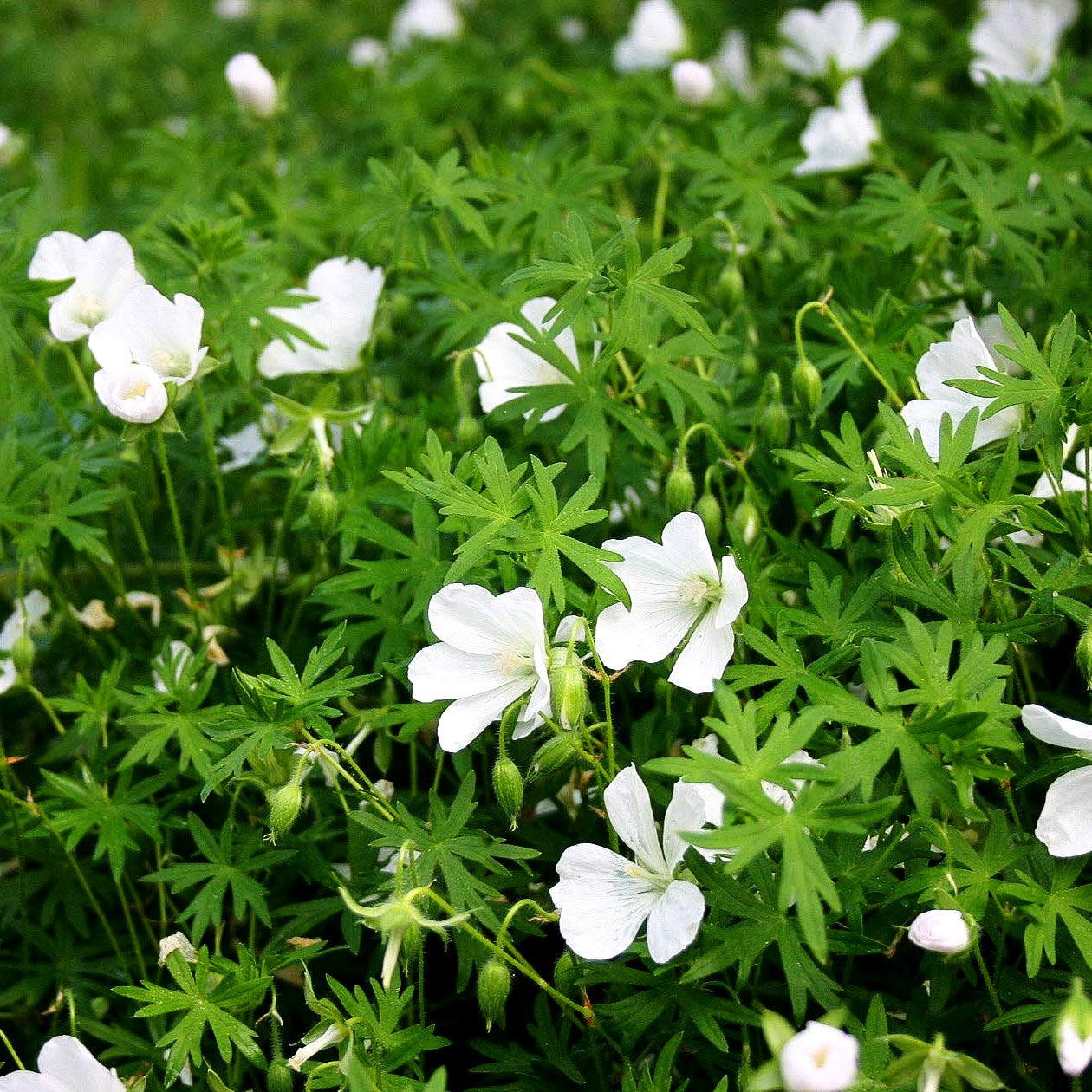 Schnee-Storchschnabel 'Album' (Geranium sanguineum)