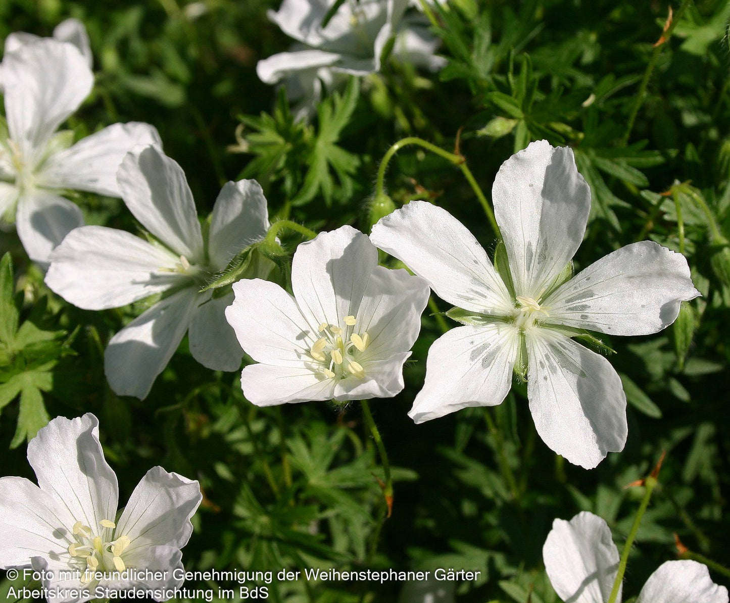 Schnee-Storchschnabel 'Album' (Geranium sanguineum)