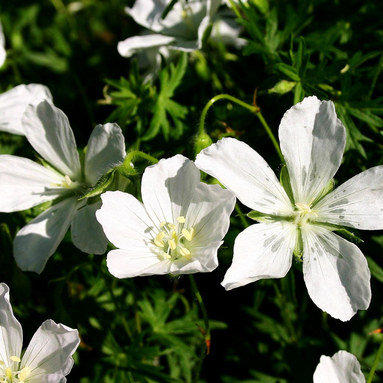 Schnee-Storchschnabel 'Album' (Geranium sanguineum)