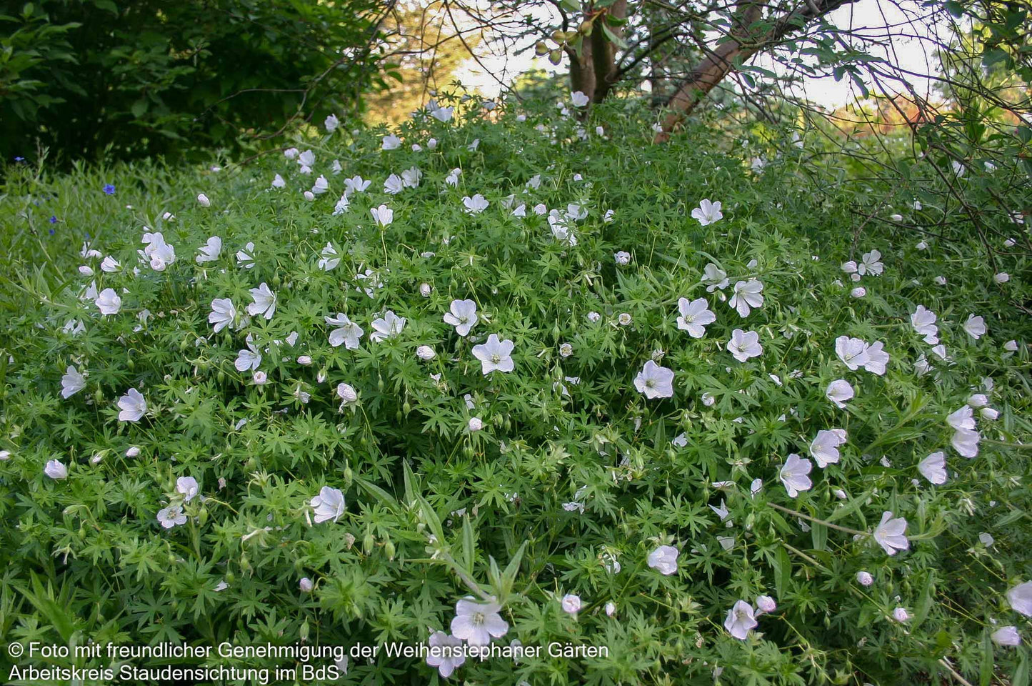 Schnee-Storchschnabel 'Album' (Geranium sanguineum)