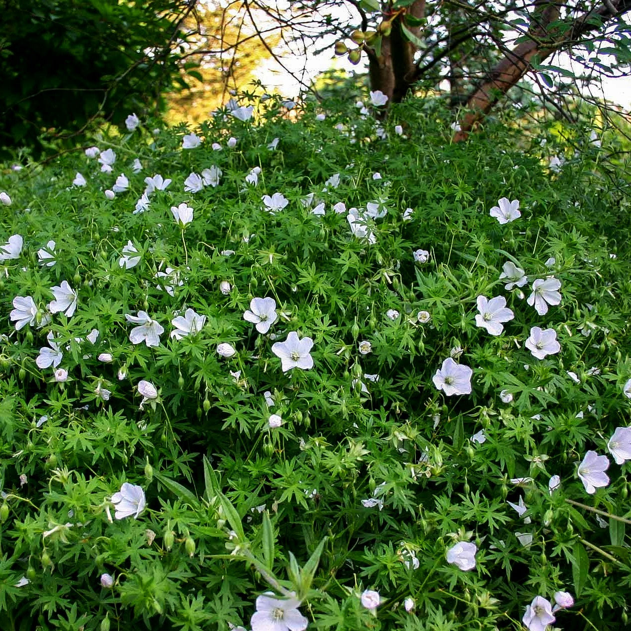 Schnee-Storchschnabel 'Album' (Geranium sanguineum)