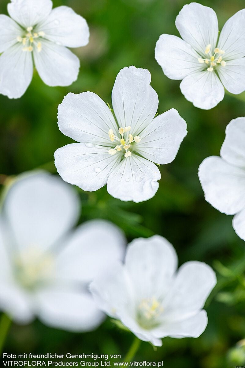 Schnee-Storchschnabel 'Album' (Geranium sanguineum)