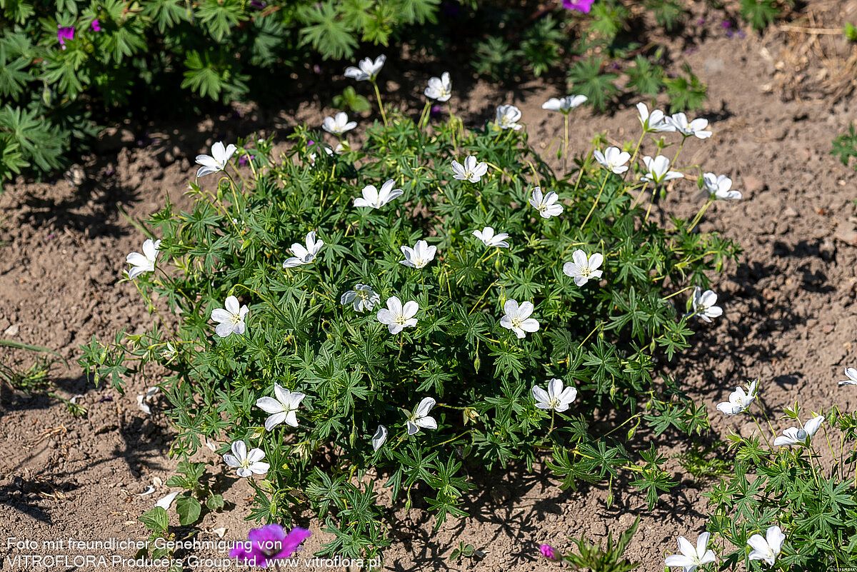 Schnee-Storchschnabel 'Album' (Geranium sanguineum)