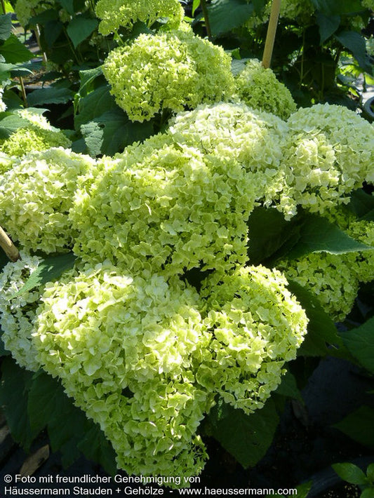 Schneeball-Hortensie 'Annabelle' (Hydrangea arborescens)