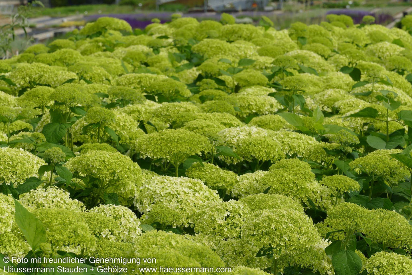 Schneeball-Hortensie 'Annabelle' (Hydrangea arborescens)