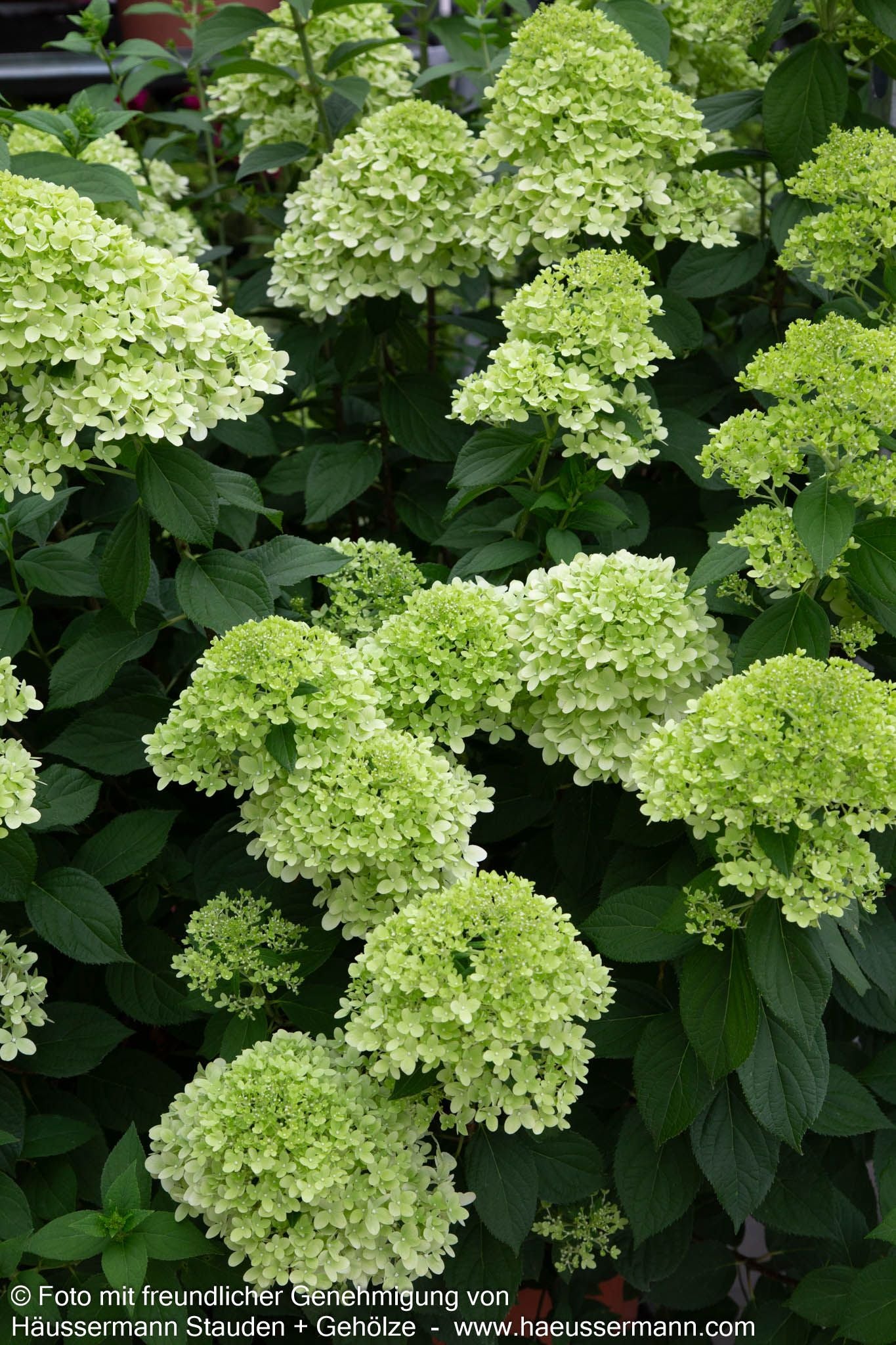 Schneeball-Hortensie 'Annabelle' (Hydrangea arborescens)