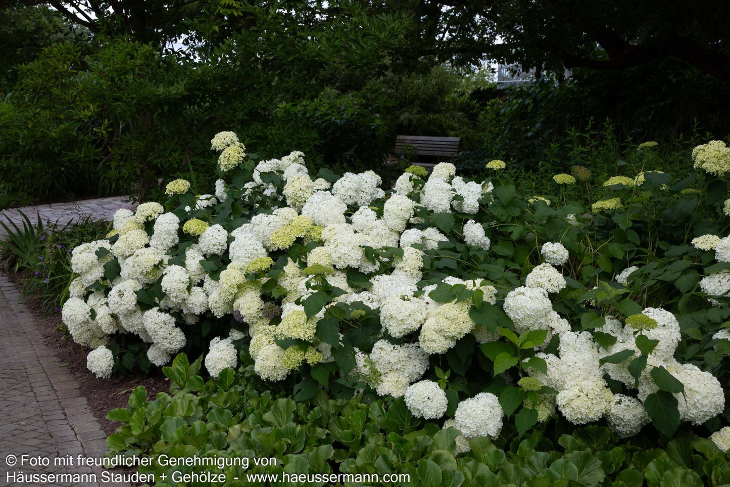 Schneeball-Hortensie 'Annabelle' (Hydrangea arborescens)