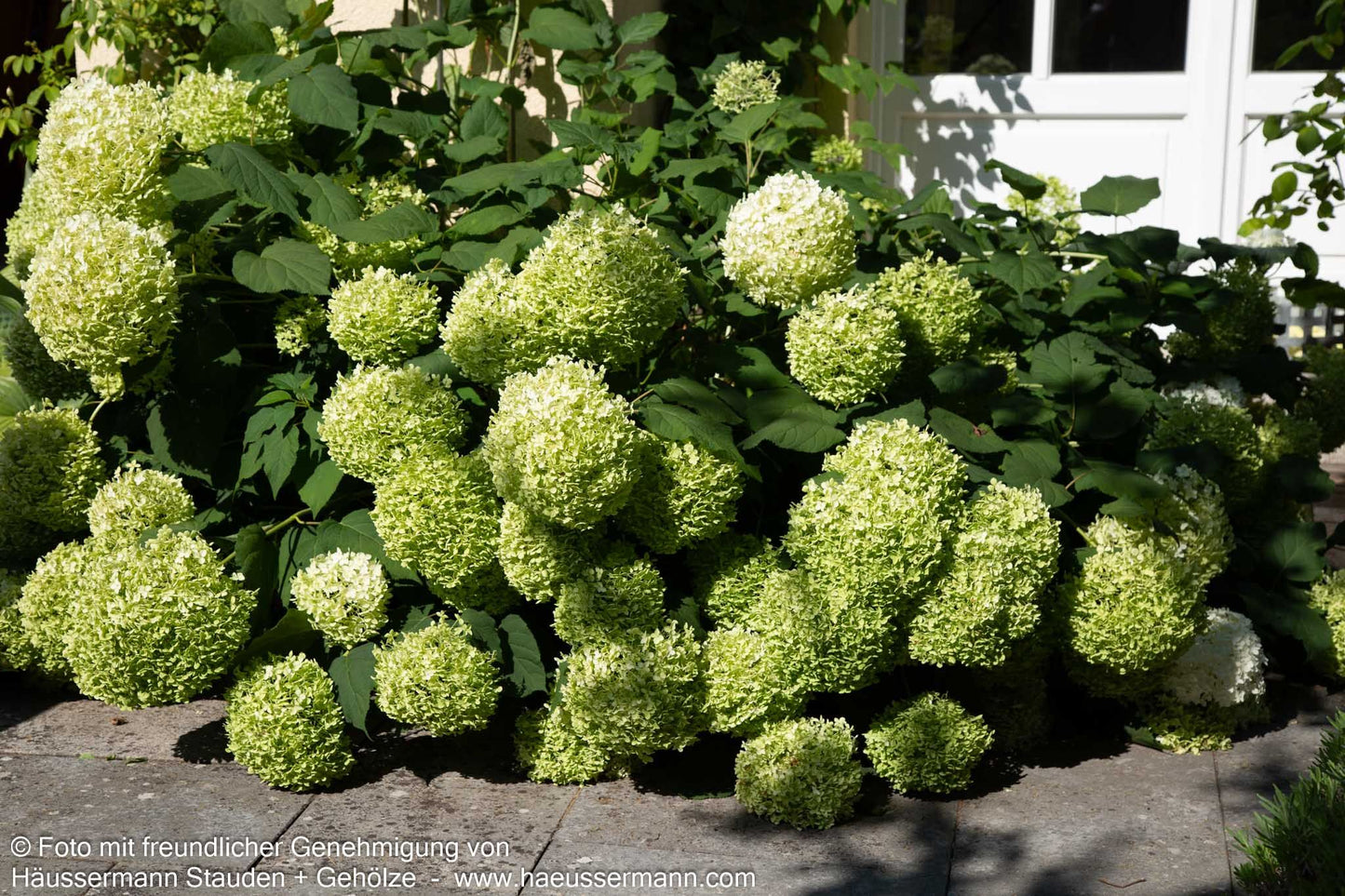 Schneeball-Hortensie 'Annabelle' (Hydrangea arborescens)