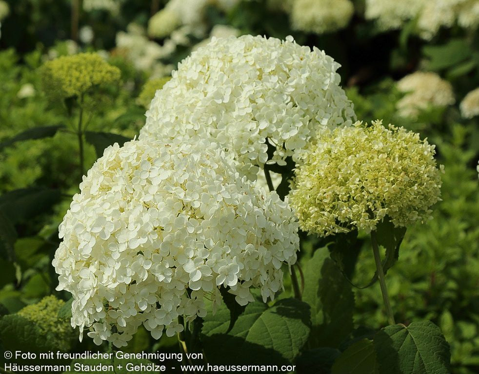 Schneeball-Hortensie 'Annabelle' (Hydrangea arborescens)
