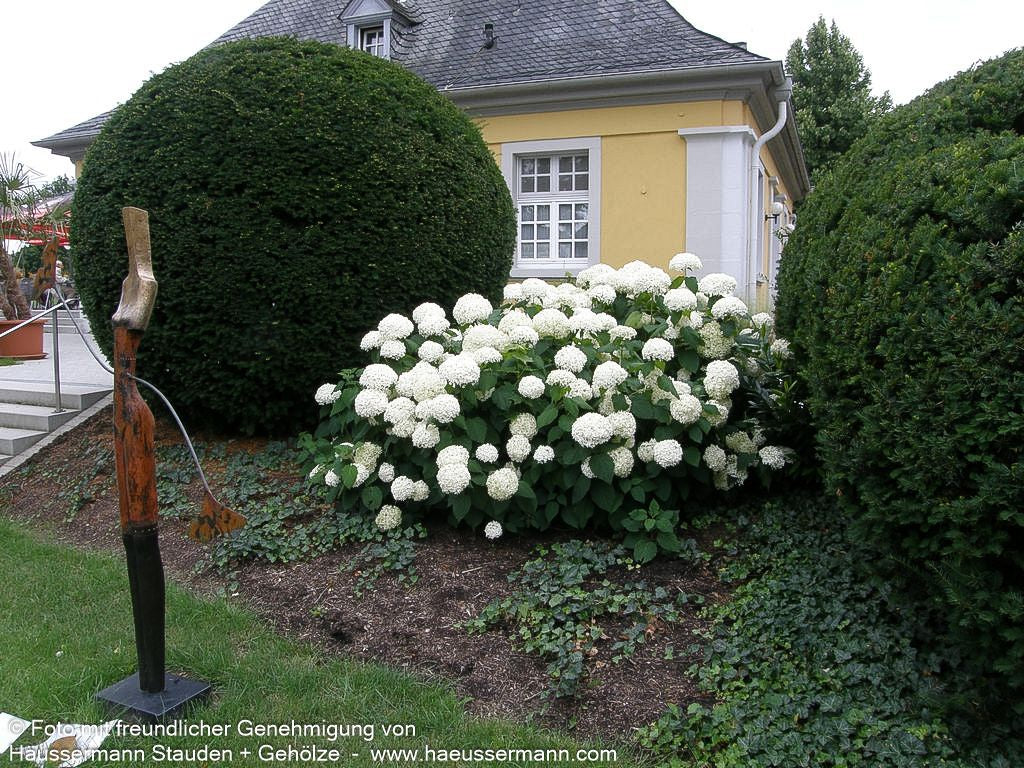 Schneeball-Hortensie 'Annabelle' (Hydrangea arborescens)