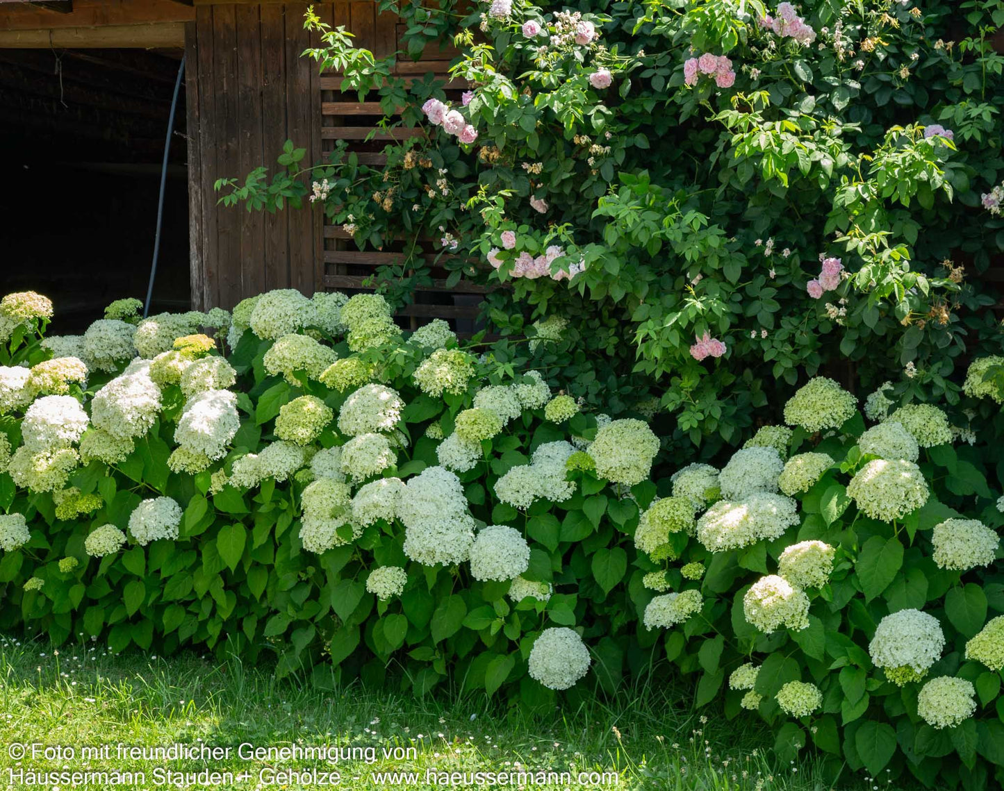 Schneeball-Hortensie 'Annabelle' (Hydrangea arborescens)