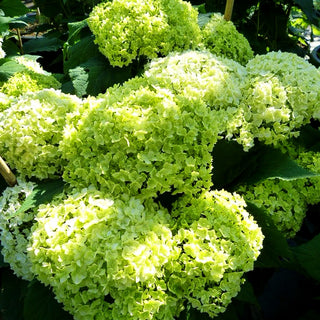 Schneeball-Hortensie 'Annabelle' (Hydrangea arborescens)