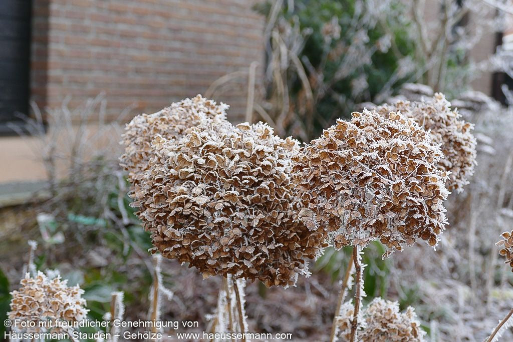 Schneeball-Hortensie 'Annabelle' (Hydrangea arborescens)