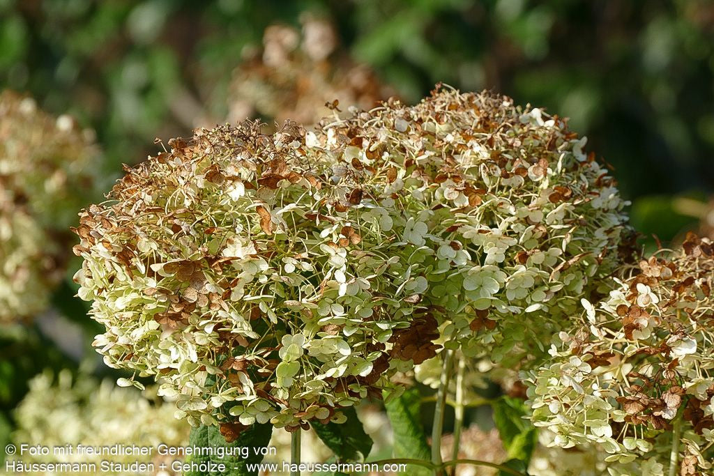 Schneeball-Hortensie 'Annabelle' (Hydrangea arborescens)