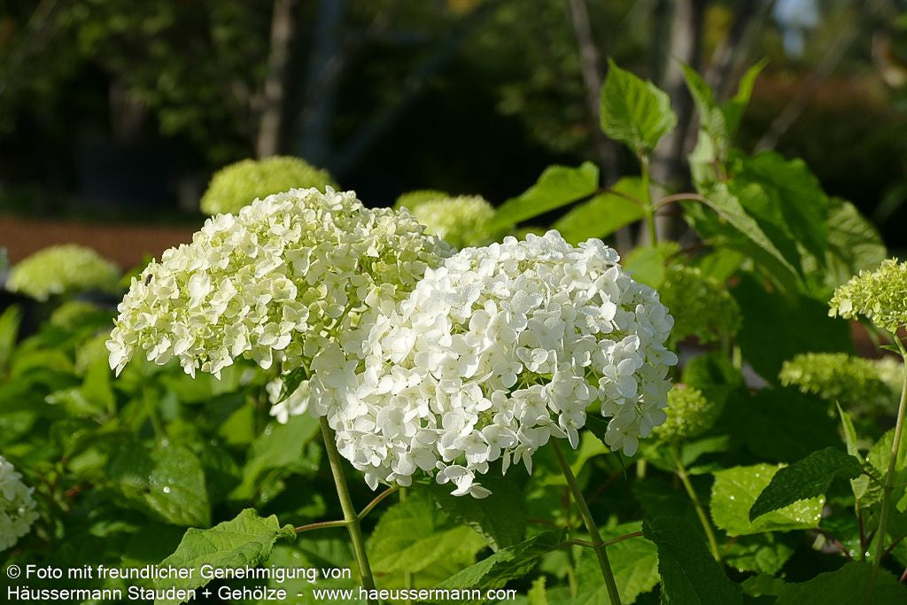 Schneeball-Hortensie 'Annabelle' (Hydrangea arborescens)