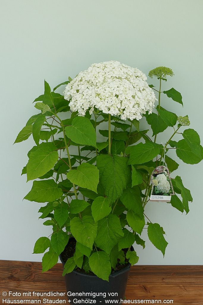 Schneeball-Hortensie 'Annabelle' (Hydrangea arborescens)