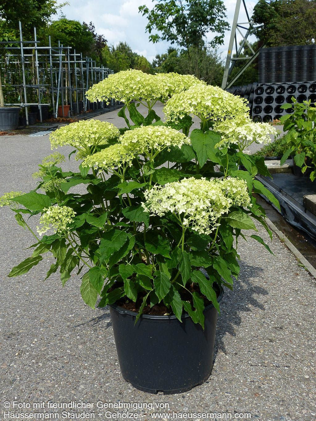 Schneeball-Hortensie 'Annabelle' (Hydrangea arborescens)