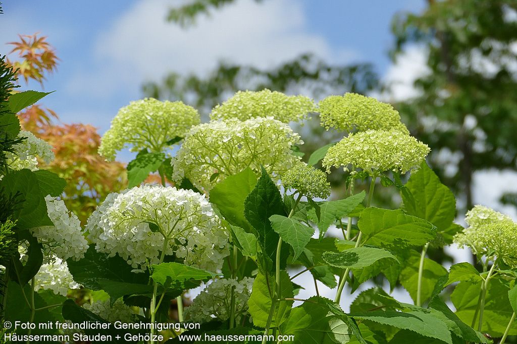 Schneeball-Hortensie 'Annabelle' (Hydrangea arborescens)