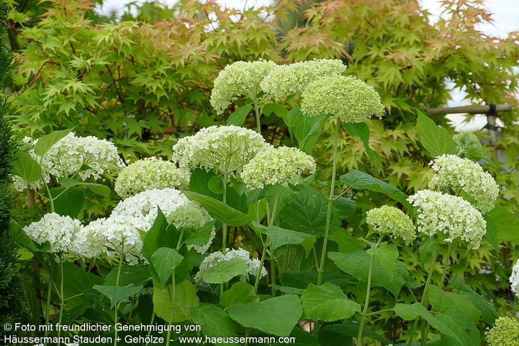 Schneeball-Hortensie 'Annabelle' (Hydrangea arborescens)