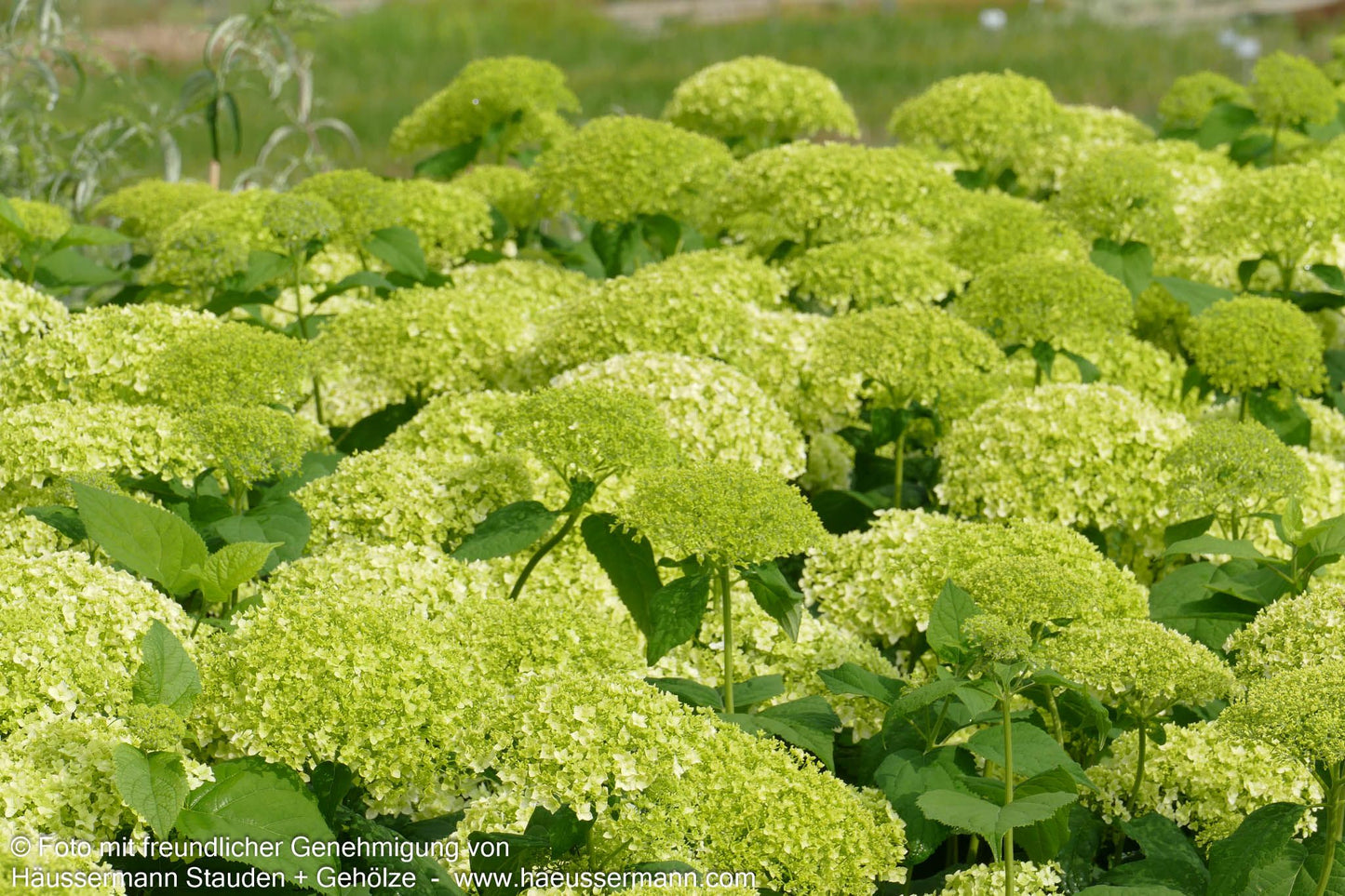 Schneeball-Hortensie 'Annabelle' (Hydrangea arborescens)