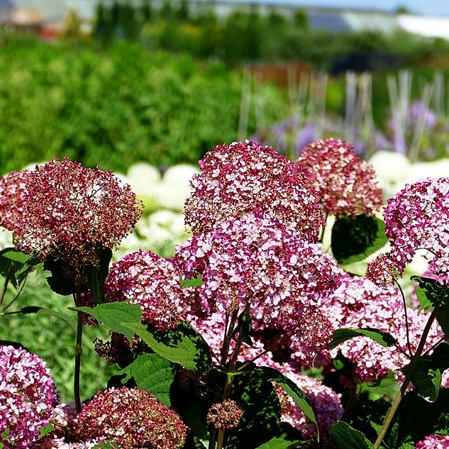 Schneeball-Hortensie (Hydr. Pinkerbell' -nicht mehr verwenden-)