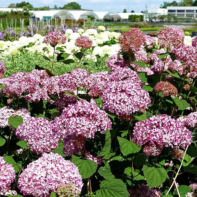 Schneeball-Hortensie (Hydr. Pinkerbell' -nicht mehr verwenden-)