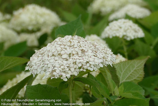 Schneeball-Hortensie 'Lime Rickey' (Hydrangea arborescens)