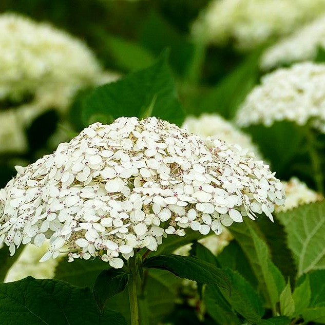 Schneeball-Hortensie 'Lime Rickey' (Hydrangea arborescens)