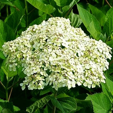 Schneeball-Hortensie 'Lime Rickey' (Hydrangea arborescens)