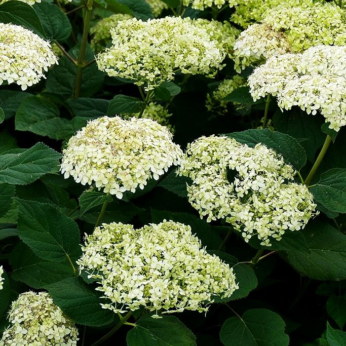Schneeball-Hortensie 'Lime Rickey' (Hydrangea arborescens)