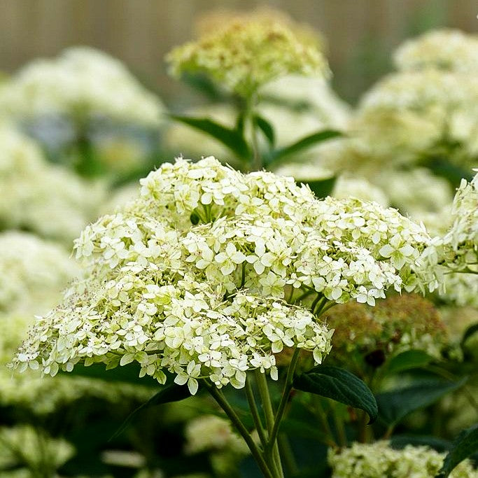 Schneeball-Hortensie 'Lime Rickey' (Hydrangea arborescens)
