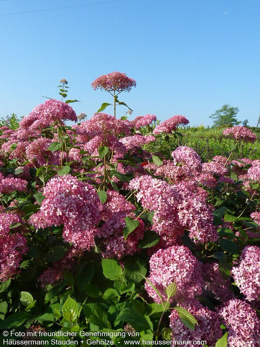 Schneeball-Hortensie 'Pink Annabelle' (Hydrangea arbor.)