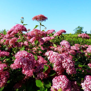 Schneeball-Hortensie 'Pink Annabelle' (Hydrangea arbor.)