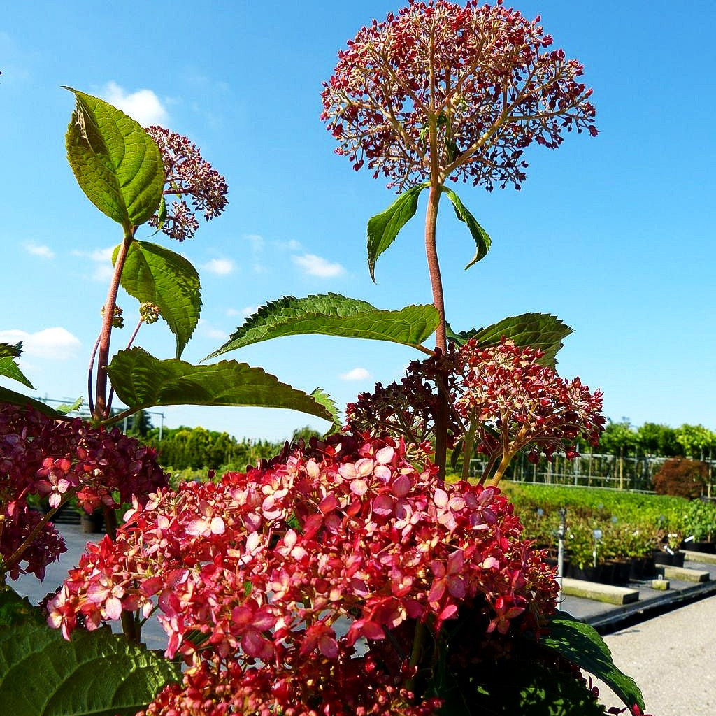 Schneeball-Hortensie 'Pink Annabelle' (Hydrangea arbor.)