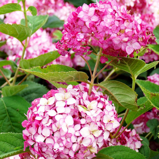 Schneeball-Hortensie 'Ruby Annabelle' (Hydrangea arbor.)
