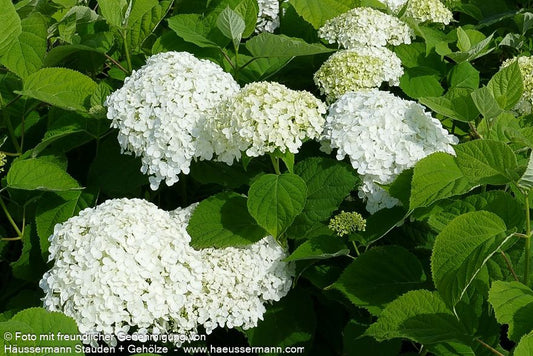 Schneeball-Hortensie 'Strong Annabelle' (Hydrangea arbor.)