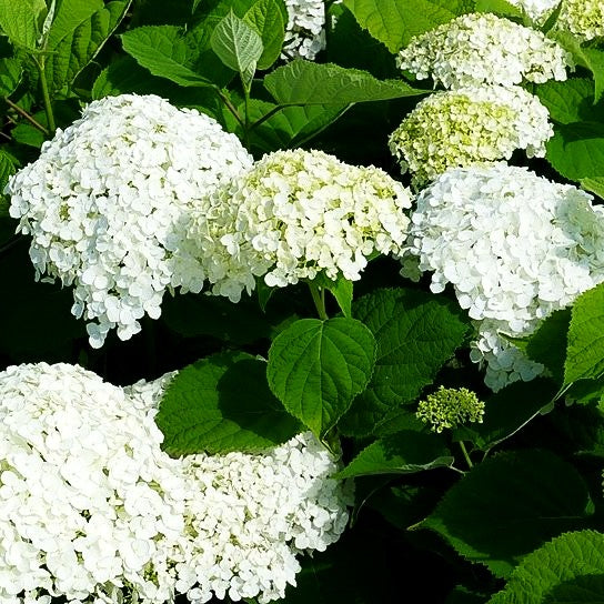 Schneeball-Hortensie 'Strong Annabelle' (Hydrangea arbor.)